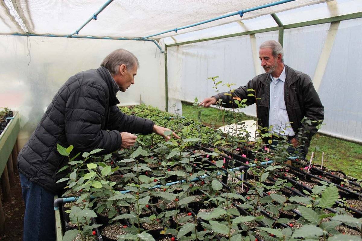 roble-rauli