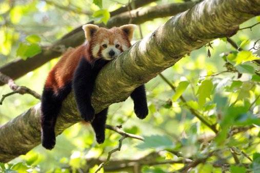 animal flojo