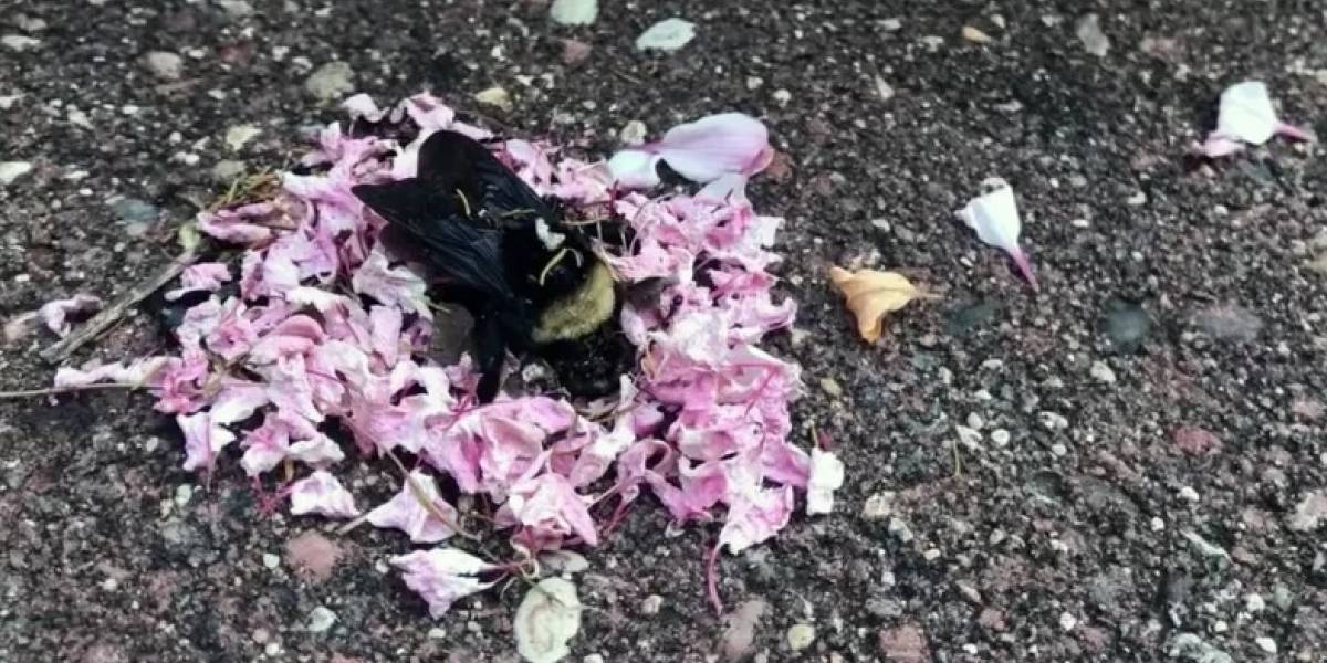 Hormigas rodean con pétalos a una abeja muerta, ¿realizan un ritual funerario?