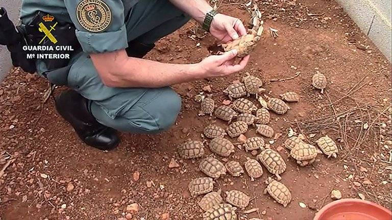 Desarticulan red de contrabando de tortugas en Mallorca