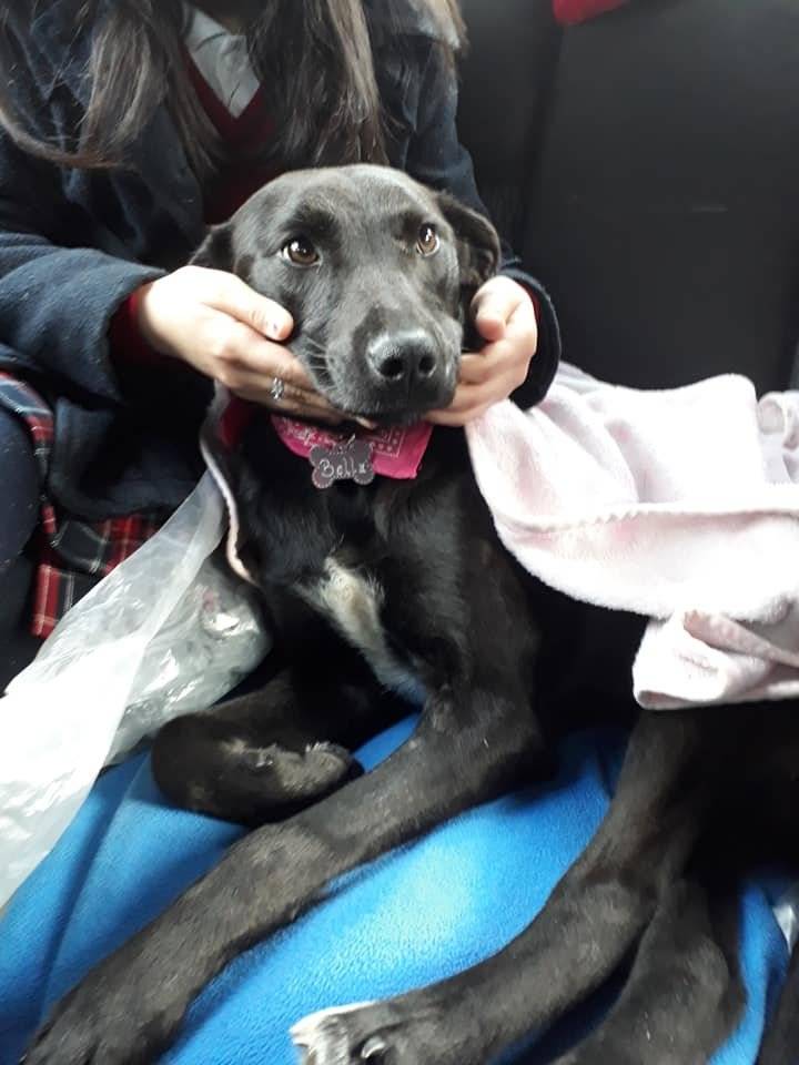 perrita carnada