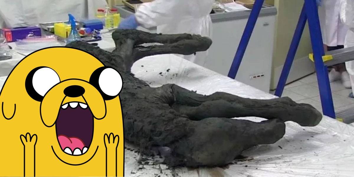 Esta cría de caballo se mantuvo preservada durante 40 mil años