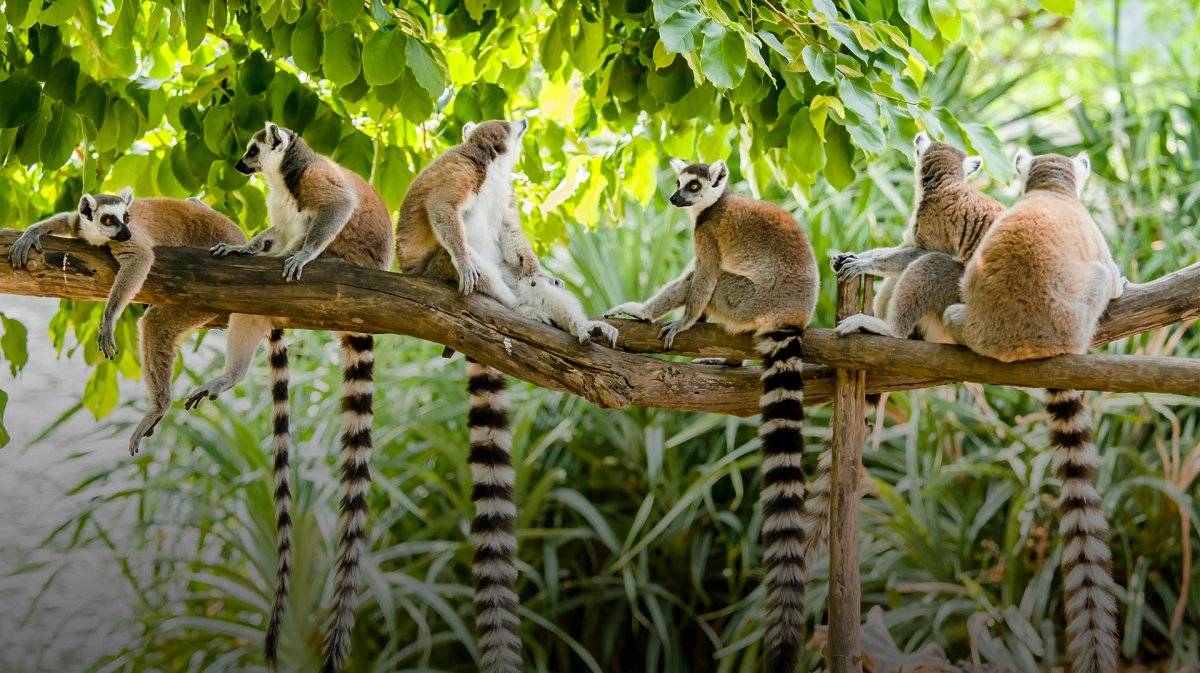 103108813lighterlemurs-7454454e60d4bb0ac70ede02d5d401dd.jpg