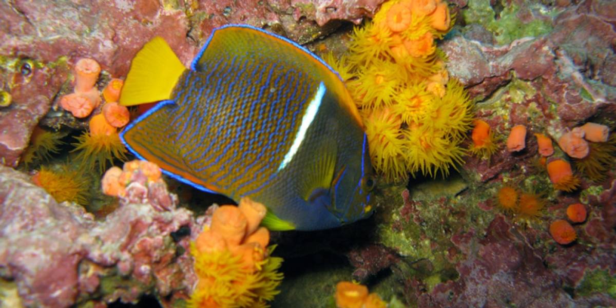 El arrecife de coral colombiano que ha sobrevivido contra todo pronóstico