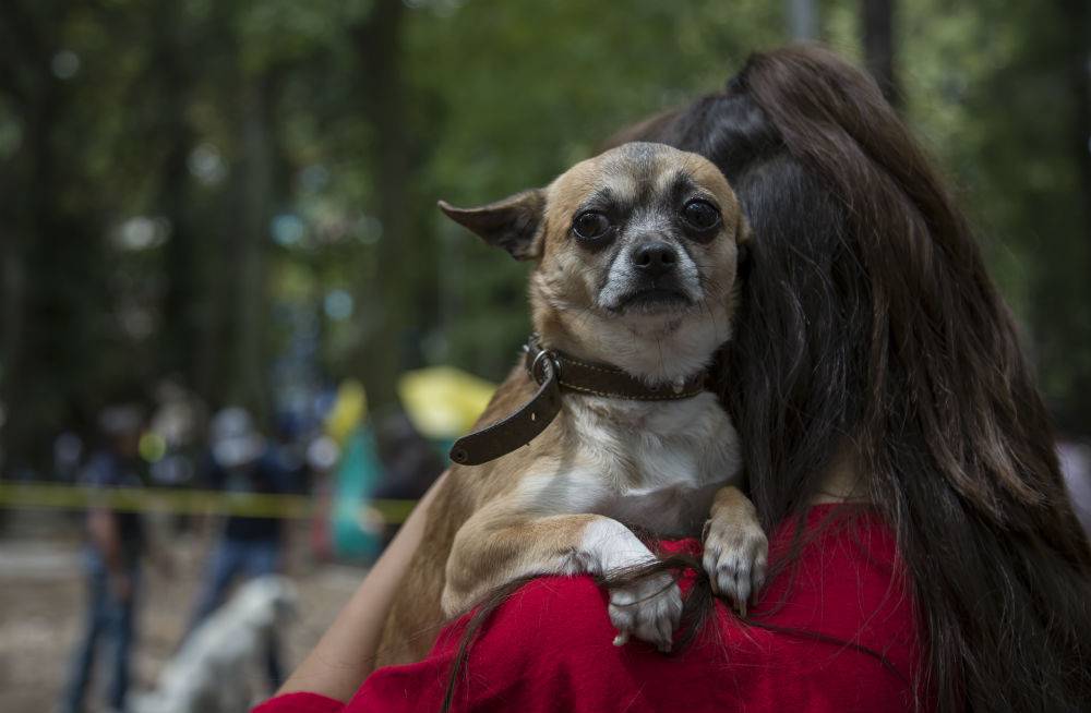 Perros Perros de la CDMX.