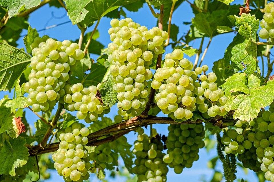 Uvas