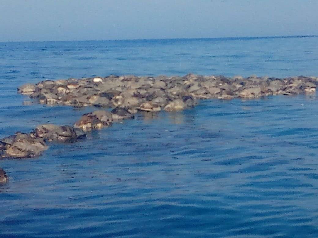 Tortugas