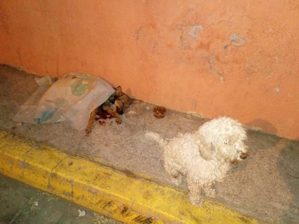 Perro herido en sector de Calderón (Quito)