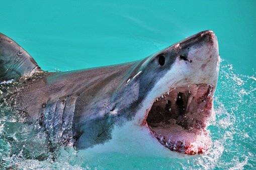 tiburón