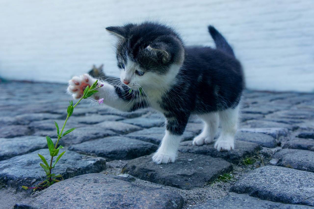  Gatos podrían reconocer su propio nombre aunque no lo creas, según estudios 