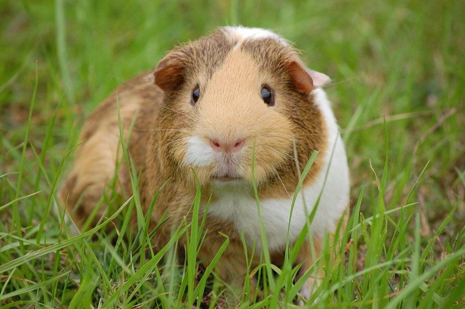 mascota