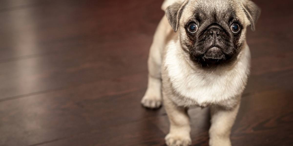 En México están defraudando a aquellos que compran mascotas por Internet