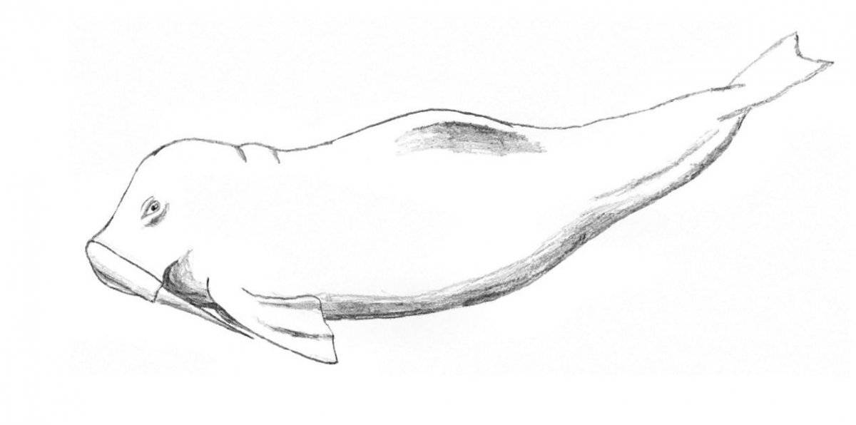 delfin