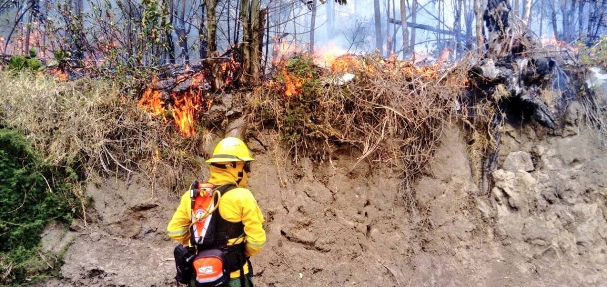 forestal en el sector Jardines de Carcelén.