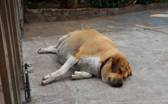 perro obeso