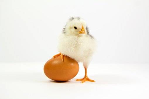 ¿Qué vino primero, el huevo o la gallina? La física cuántica tiene la respuesta