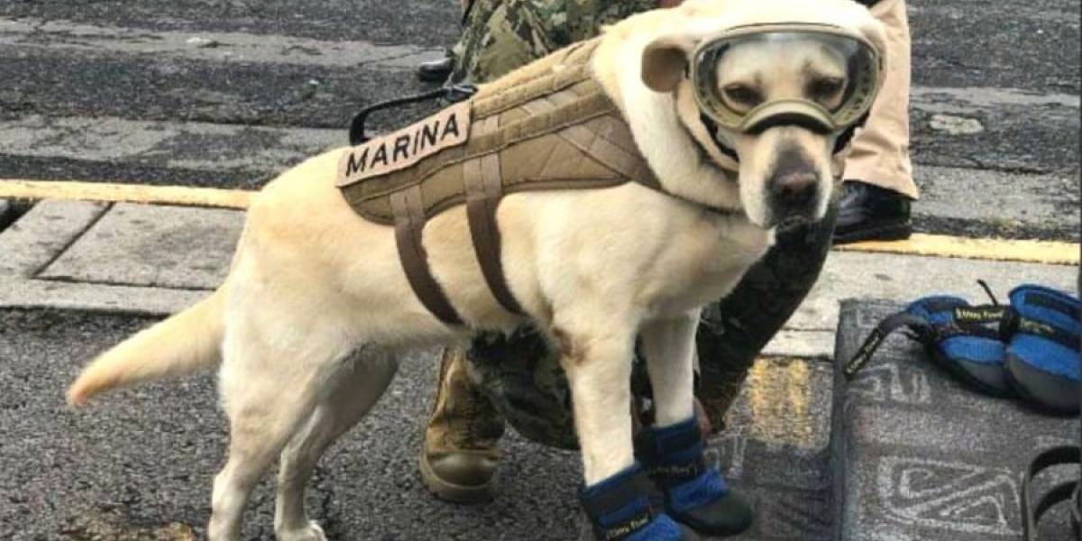 México: La Marina evitó que registraran a la perra Frida ante el IMPI para comerciar con ella