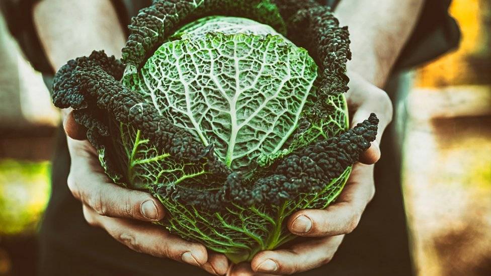 103379615cabbage-4db741a830b18119497689db4cf0ae45.jpg