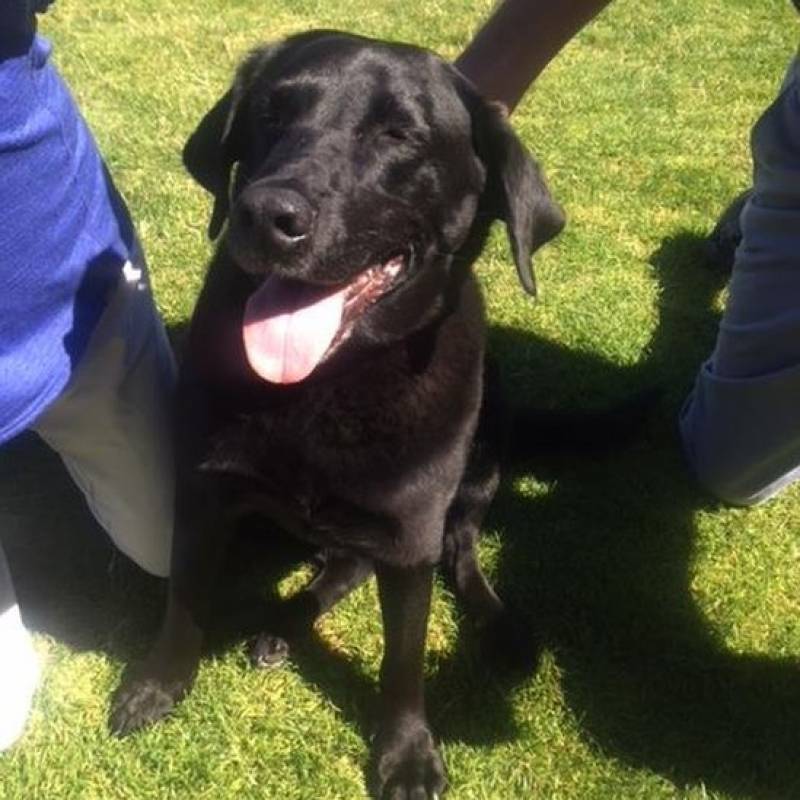 103381206dog-a855d6405909a0438c3def9ac24357e2.jpg