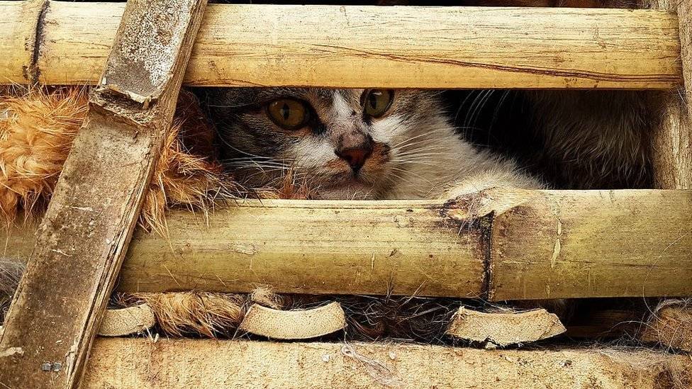 103399126gato-138cccac57aaa4faf5826ba396d49e10.jpg