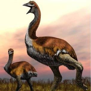 103399779c0013507elephantbirdsartworkspl-ab882e2502430e9aed8df2a97af2d50f.jpg
