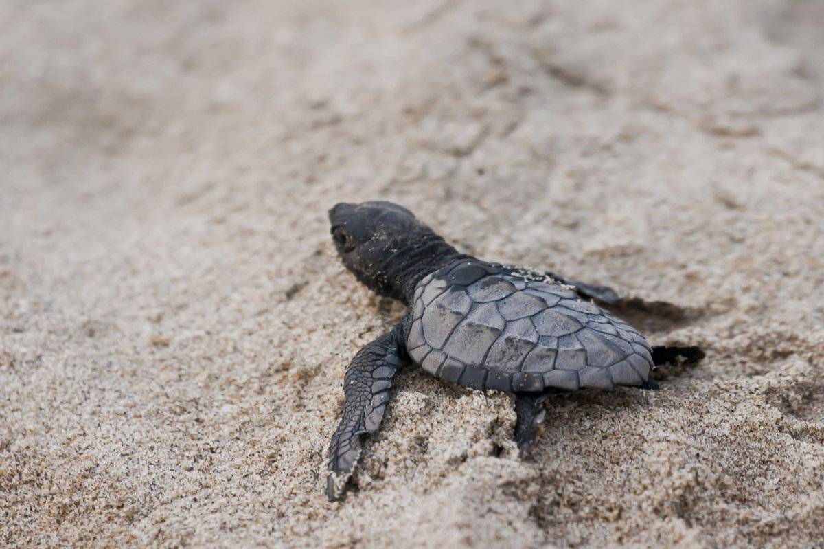 Tortugas