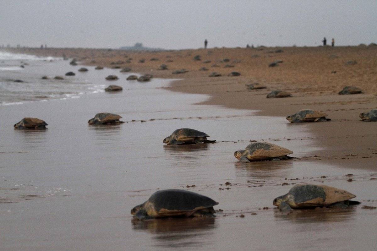 Tortugas