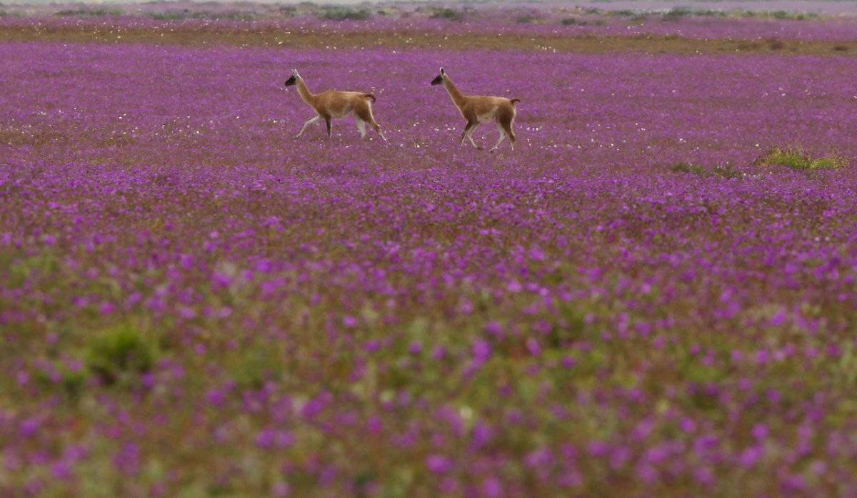 desierto florido
