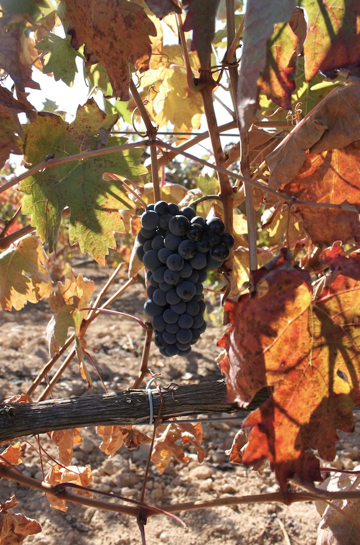 Bodegas Emilio Moro, tintos que despiertan emociones