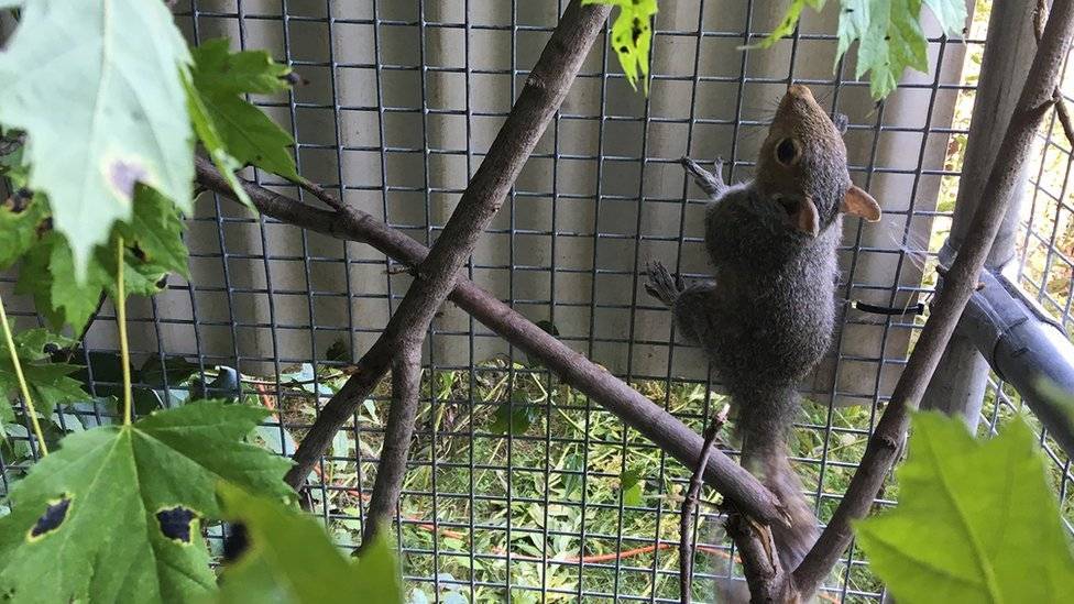 103467810squirrelupdate2-d03dfd3d999228fefd420327a56f6272.jpg