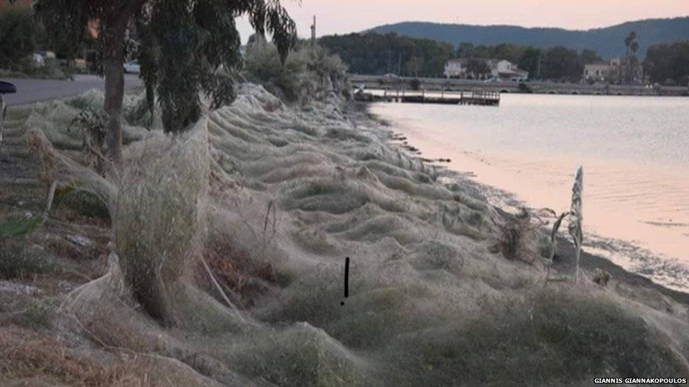 103491877creepyspiders-3fc308f335ec7a33dba7fec7ef93089b.jpg