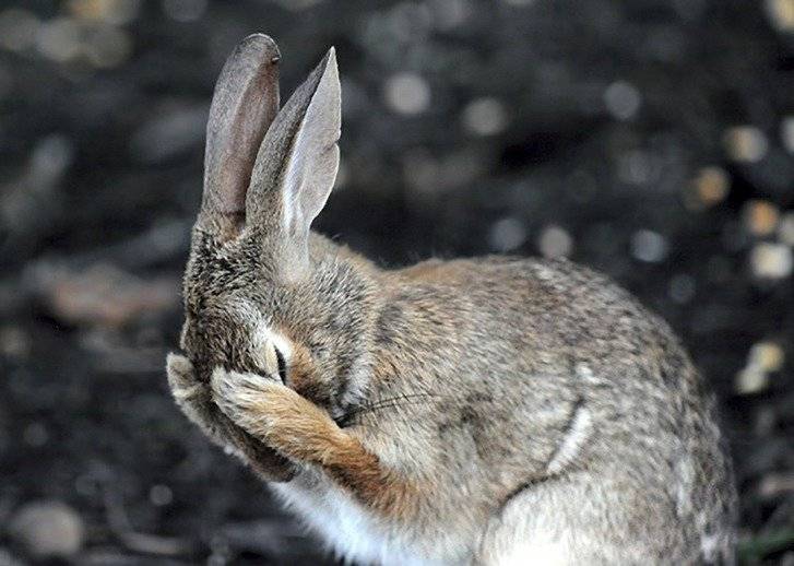 Grave: Conejo ha sido considerado por primera vez en peligro de extinción