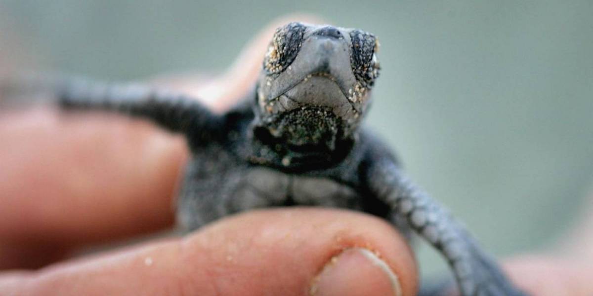 ¿Qué? Fue por una molestia y encontraron una tortuga muerta en su vagina