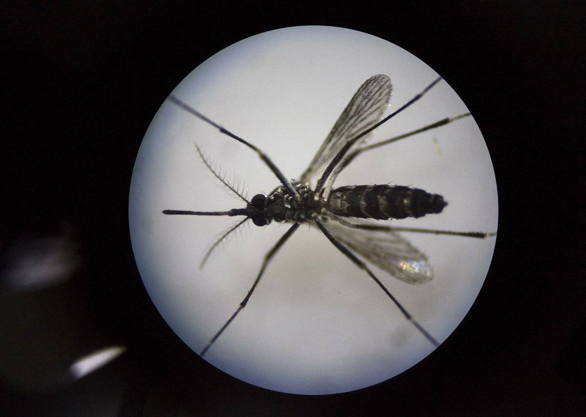 El virus del Zika podría ser útil para combatir este terrible tipo de cáncer
