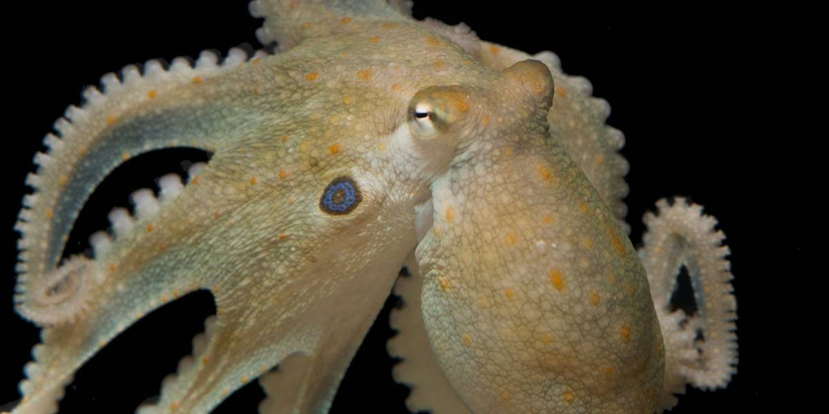 Científicos descubren que los pulpos también se vuelven más sociables con el éxtasis