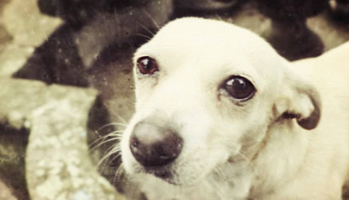 ¿Qué se necesita para adoptar a un perro en México?