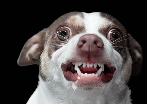 VIRAL: El perro que odia que lo besen se convierte en estrella de las redes sociales