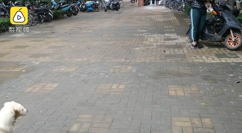 madre perra despedida