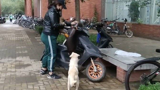 despedida madre perro