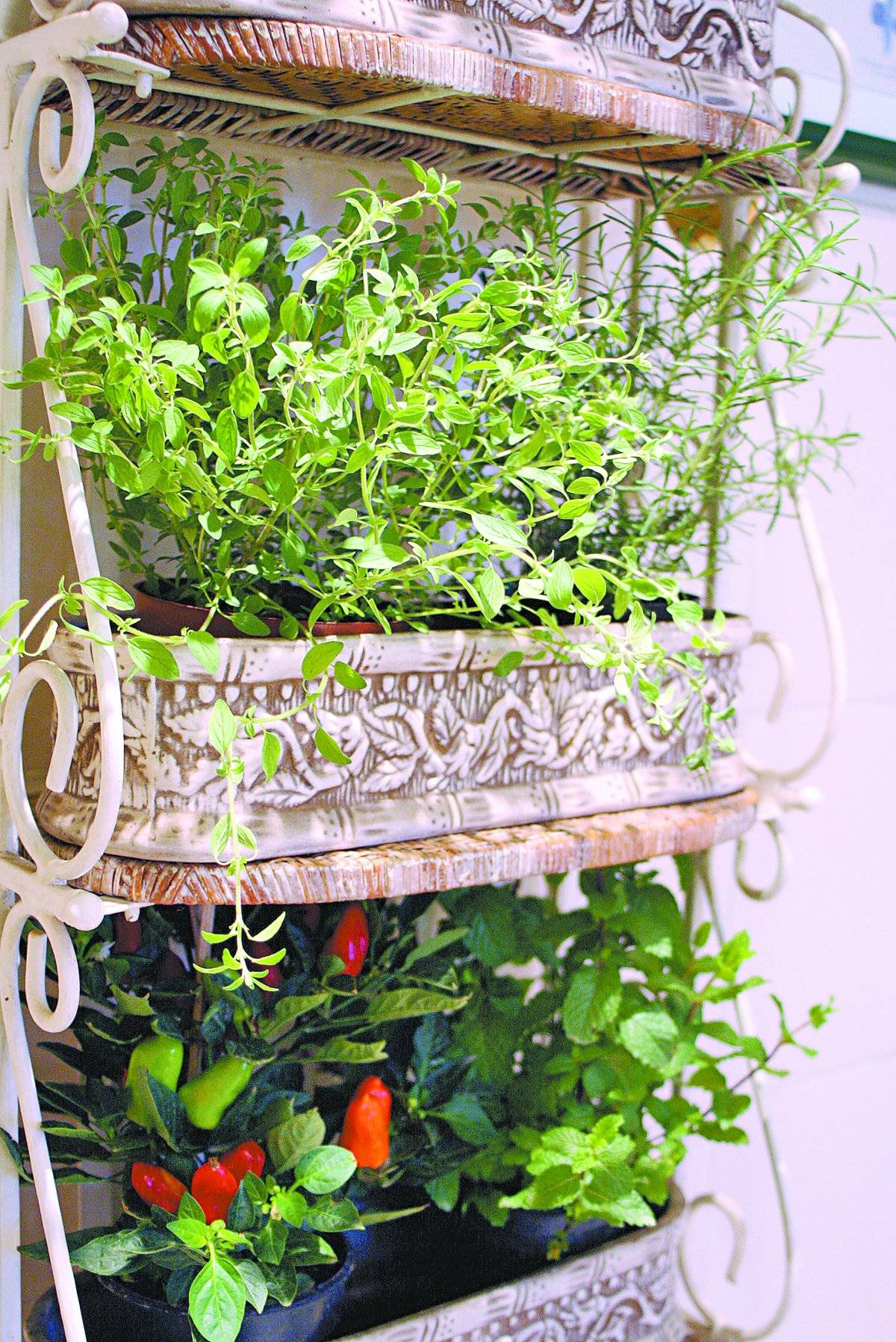 Jardim no apartamento