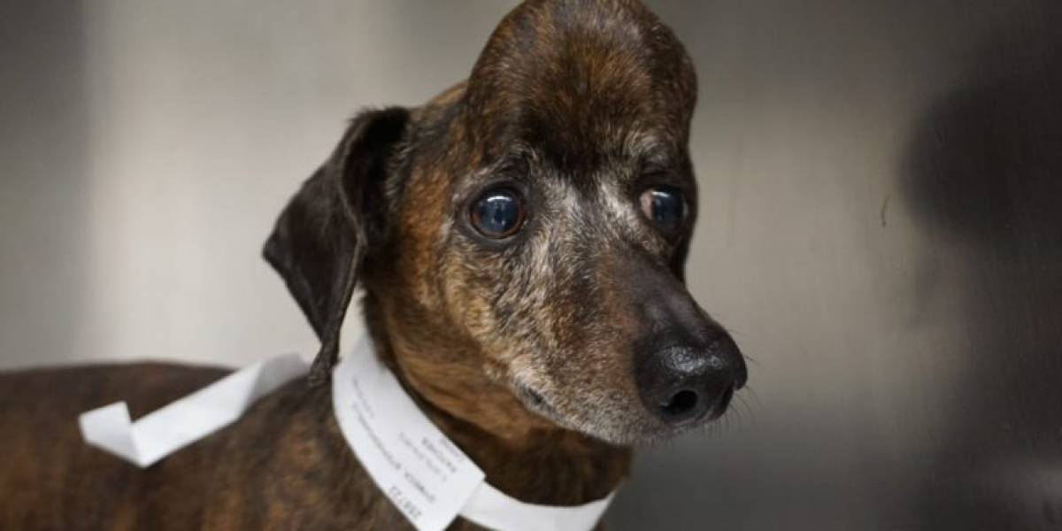 Perro salchicha pudo librarse de un gran tumor cerebral luego de que le imprimieran un cráneo