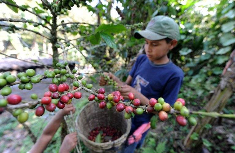 Café en Honduras