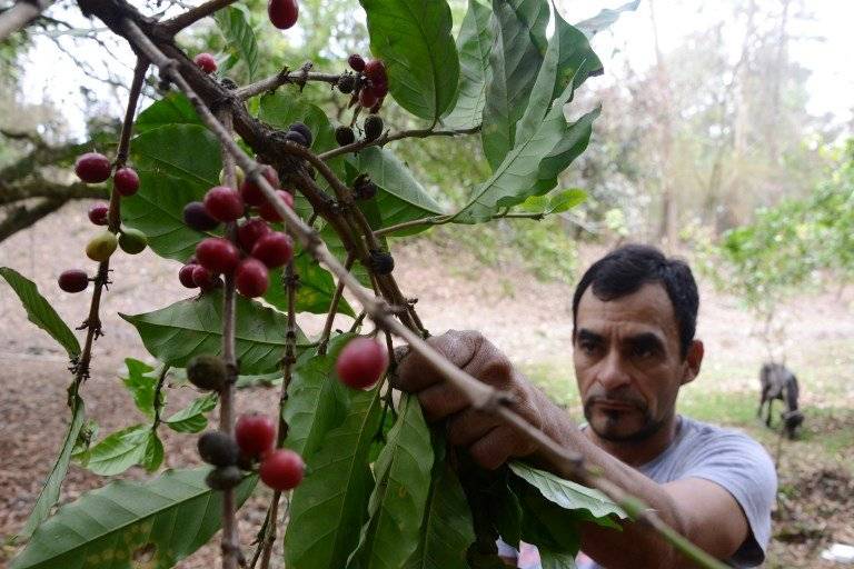 Café en Honduras