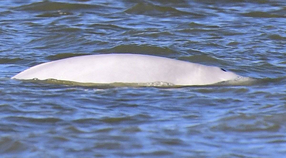 Foto tomada el 26 de septiembre del 2018 de la ballena que apareció en el río Támesis de Londres. (Victoria Jones/PA via AP)