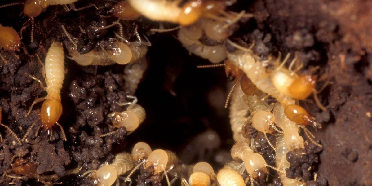 Descubren gigantescas colonias de termitas que puede reproducirse sin la necesidad de machos