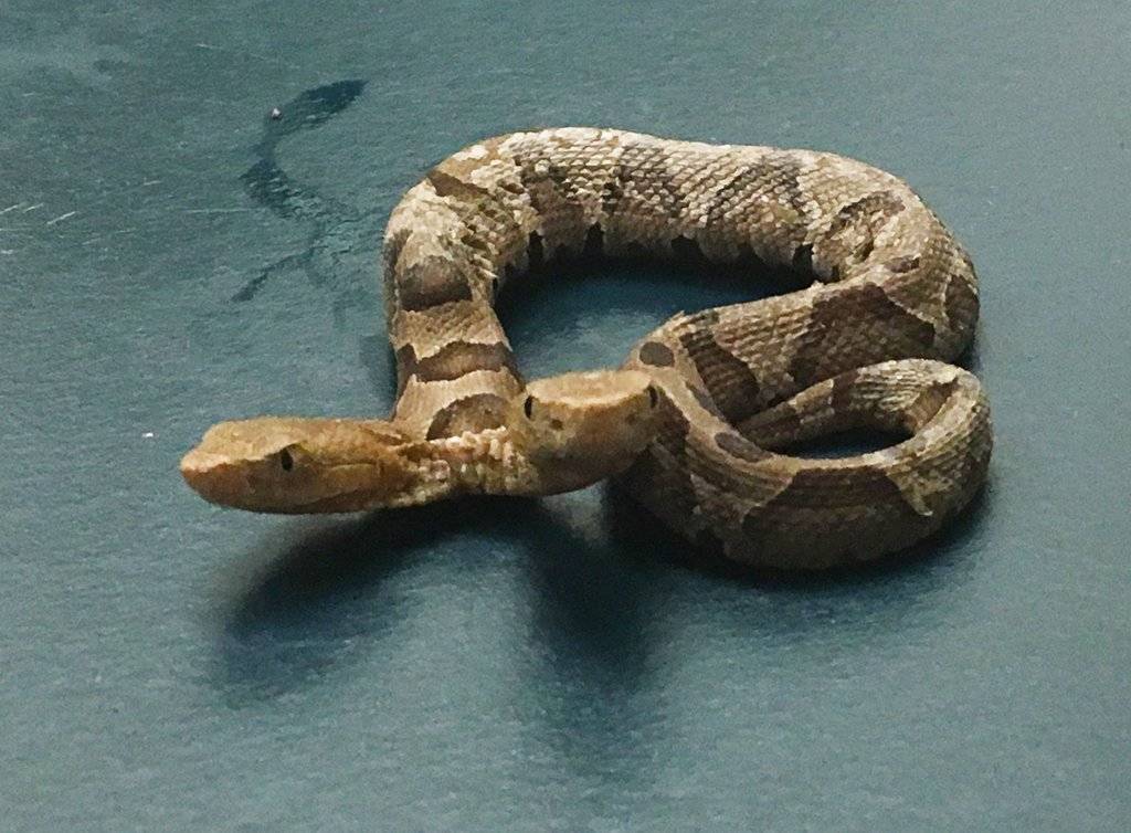 Serpiente de dos cabezas en Estados Unidos