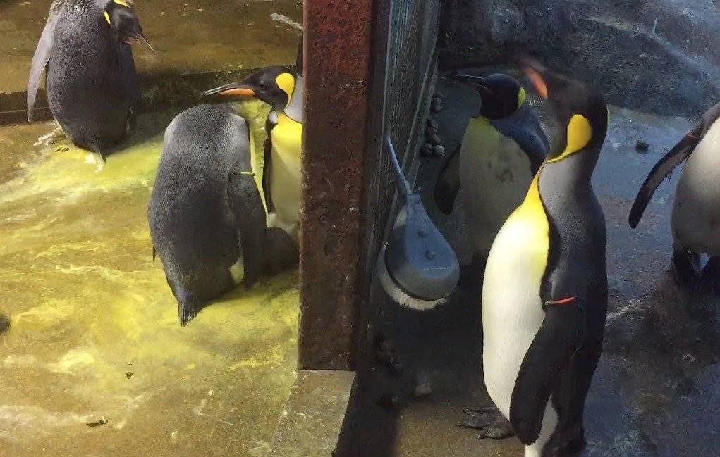 pingüinos gay