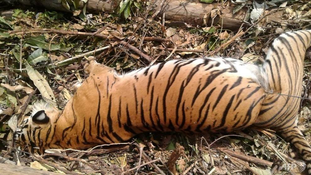 Tigre de Sumatra