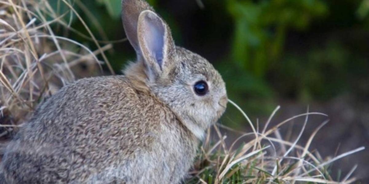 México: Siempre no, el conejo teporingo no está completamente extinto... Todavía...