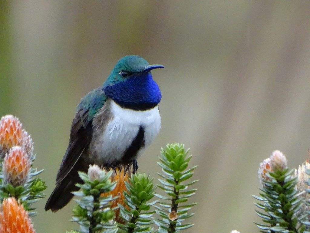 Descubren el colibrí "Estrella de garganta azul" en el Oro y Loja